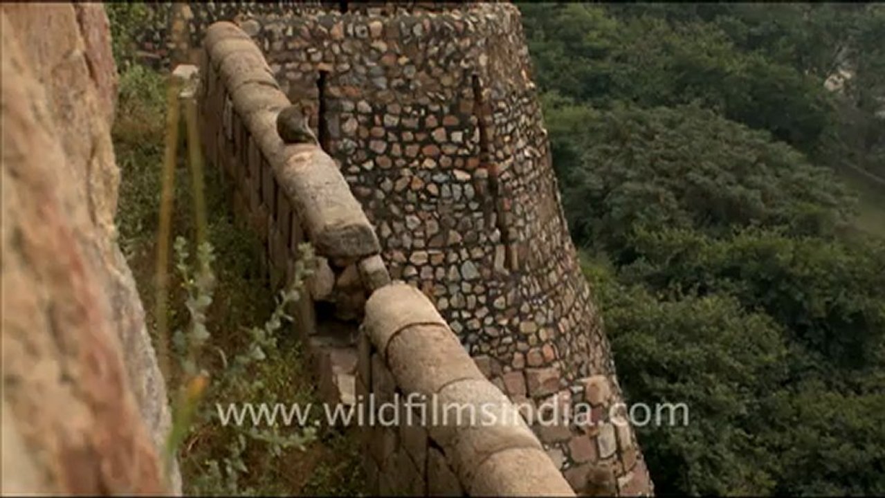 Macaques  at Tughluqabad Fort
