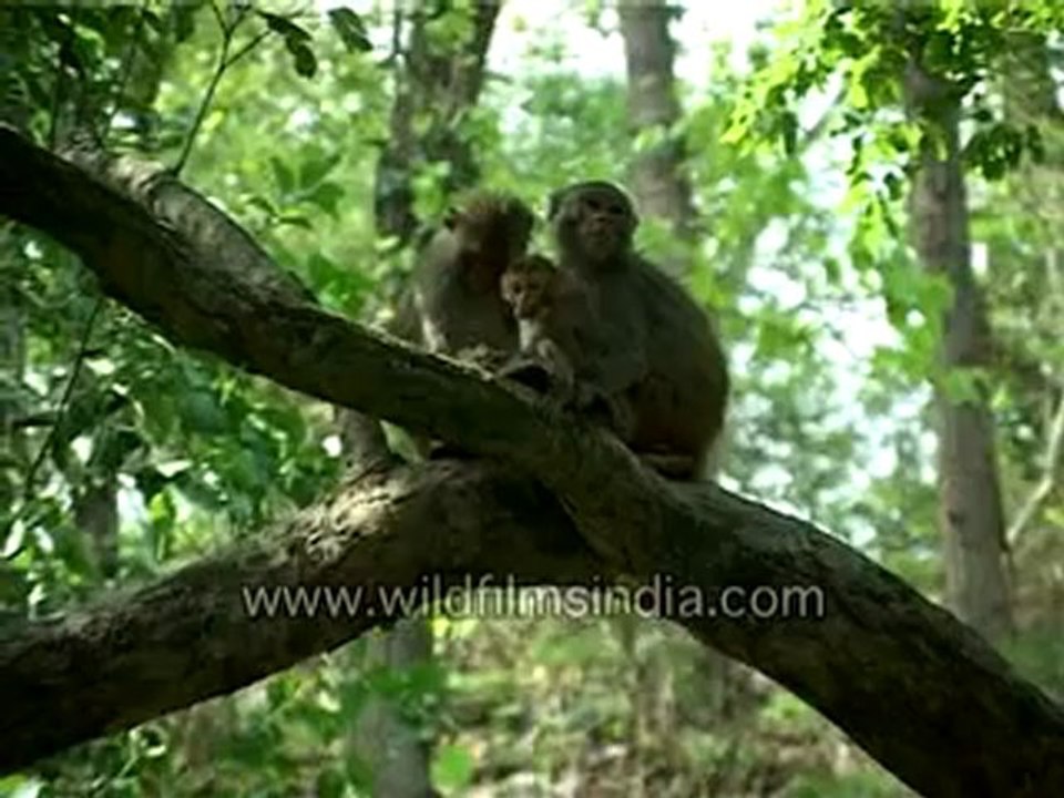 723.Monkeys.mp4