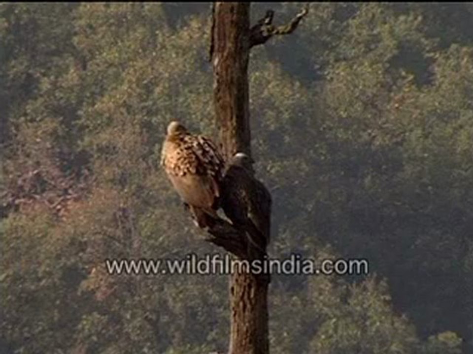 727.white backed vultures.mp4