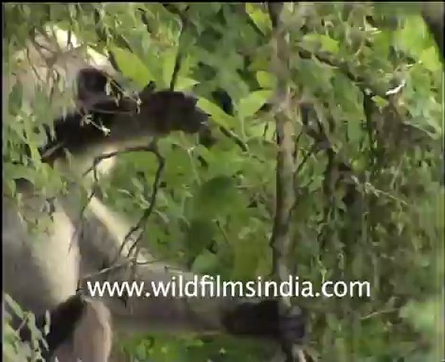 Langur in Jungle