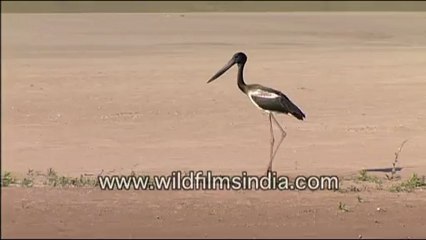 Black-necked Stork along the Chambal
