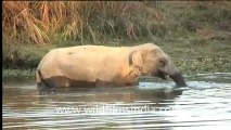 Elephant eating Hyacinths