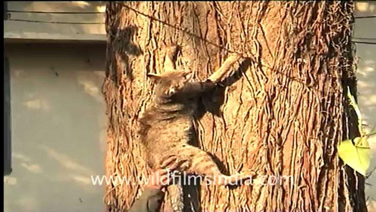 780.Dead Cat.mov