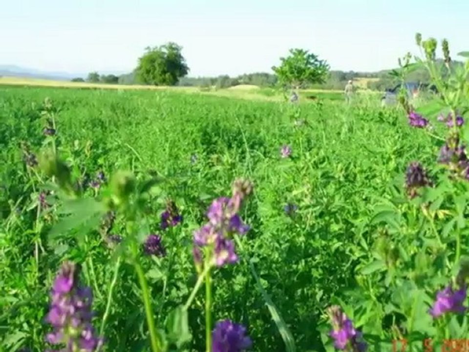 Yonca tohumu fiyatları,yonca tohumu cesitleri,yonca tohumu verimi