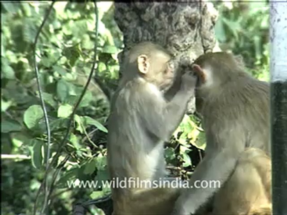 788.Monkeys.mp4