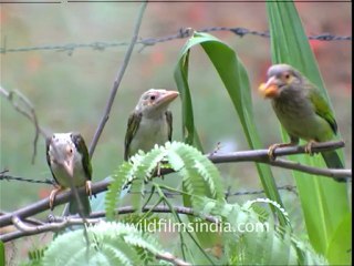 Large Green Barbets out of the nest