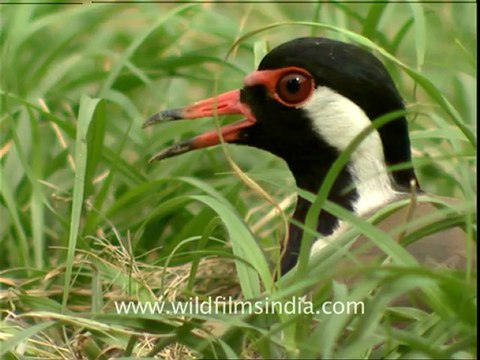 Red wattled Lapwing at its nest
