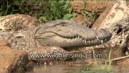 Crocodile in National Chambal Sanctuary