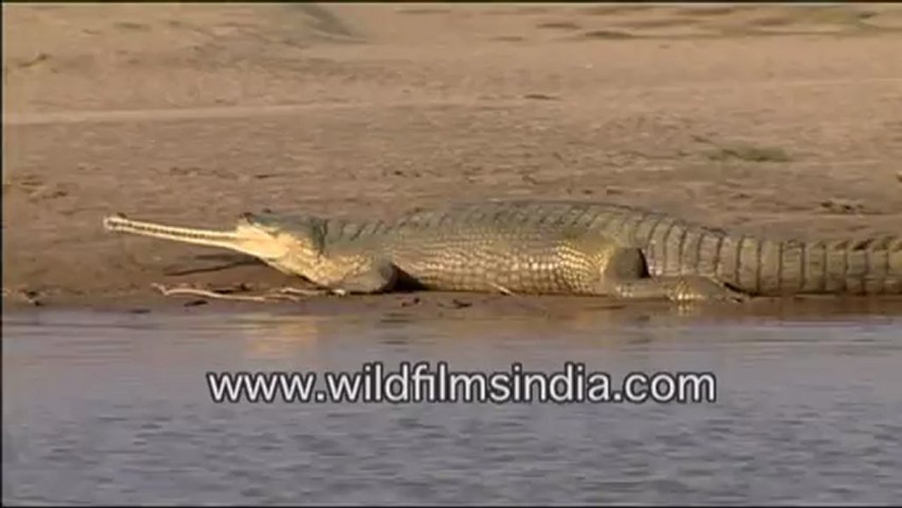 Gharial in National Chambal wildlife Sanctury