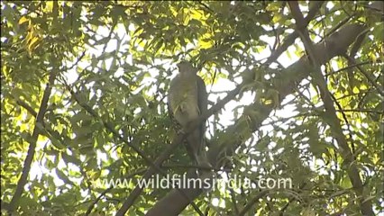 Shikra eating a pigeon