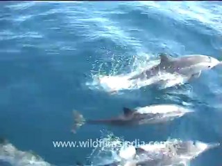 Dolphins in  Indian Ocean