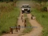 97. Rhesus Macaques being followed.mp4