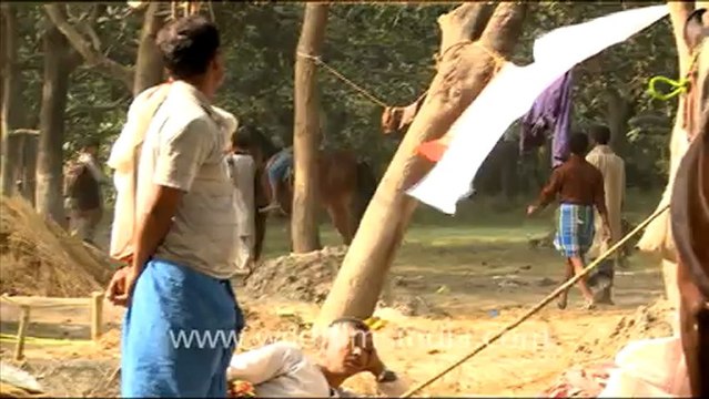 Horses for sale at Sonepur Cattle Fair