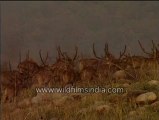 A group of spotted deer -MPEG-4 800Kbps.mp4