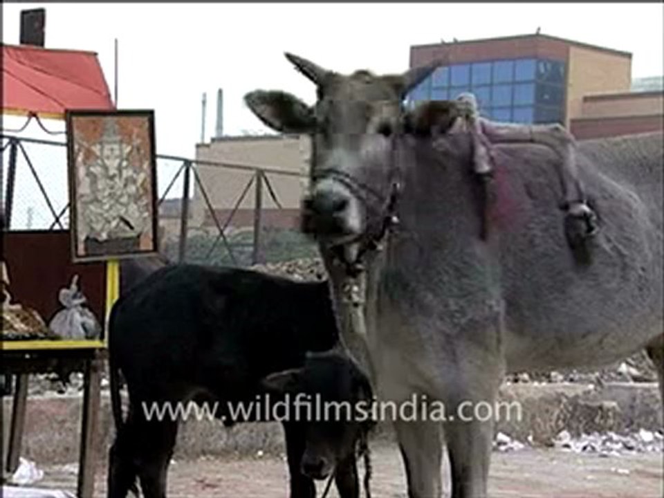 A six legged cow.mp4