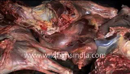 Apatani_1-MPEG-4 800Kbps.mp4