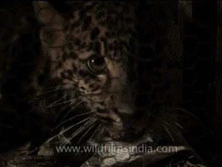 Assam-kaziranga-mdv-894-2.mov