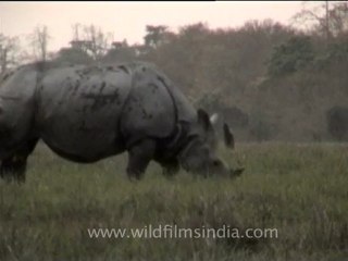 Assam-kaziranga-mdv-894-3.mov
