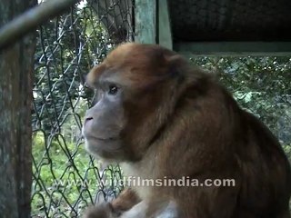 Assam-no name-12.mov