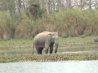 Assam-no name-6.mov