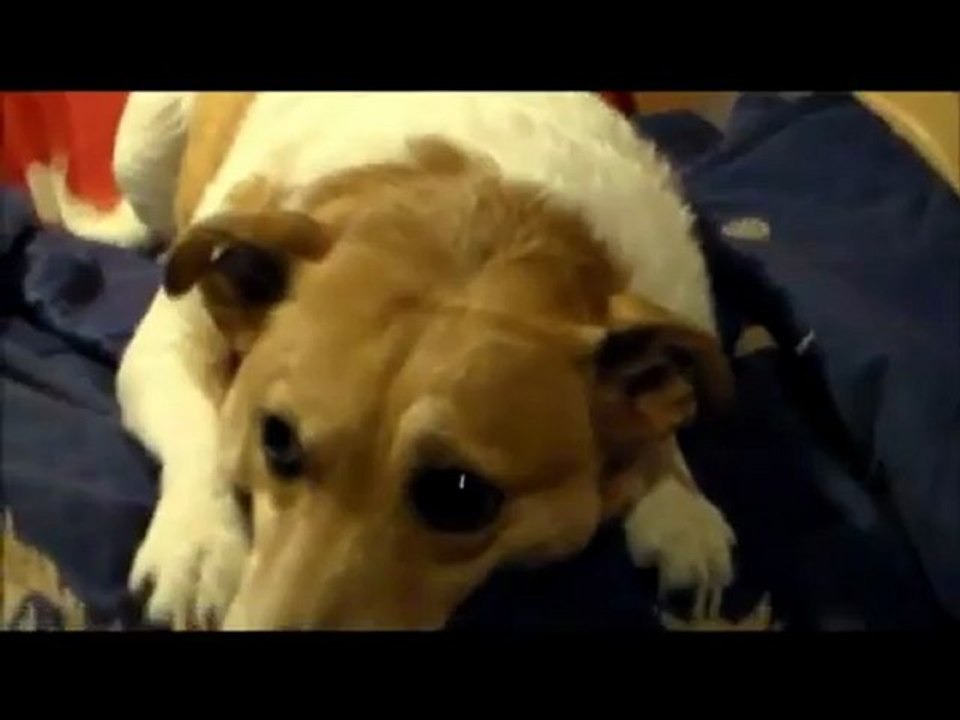 chipie 2012