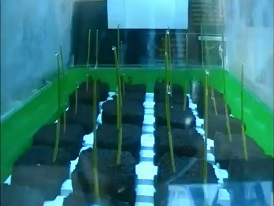 germination