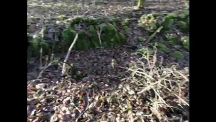 Hermès futur chien de sang à l'entraînement