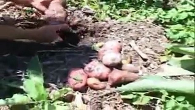 Permaculture & forêt nourricière - Extrait du jardin extraordinaire de Philip Forrer