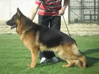 Quen von Panonia: Geschichte und Bedeutung