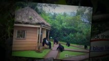 African Gorilla Trek: Try a Life-changing Gorilla Trekking Adventure in Africa (562) 889-4016
