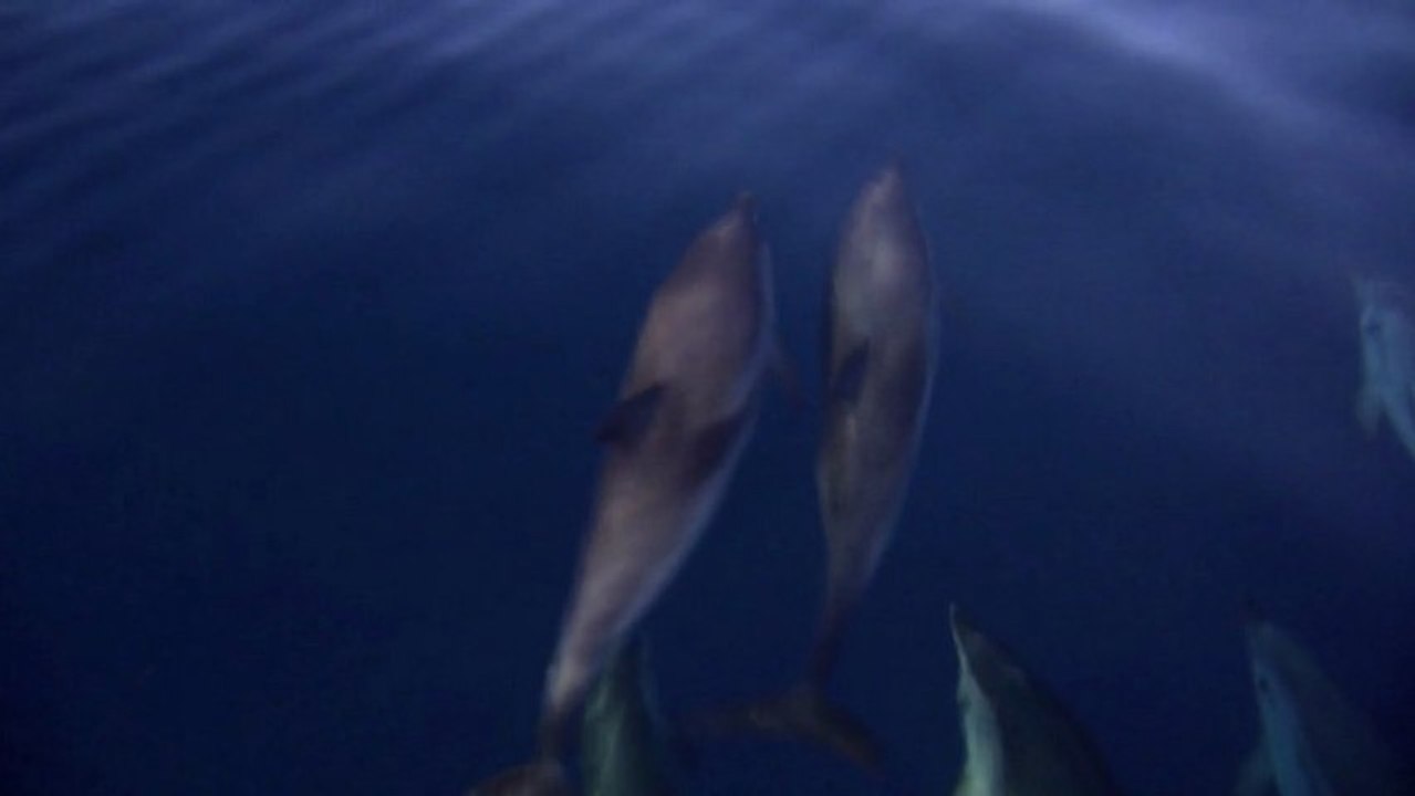 2002-2012, les 10 ans de PELAGOS