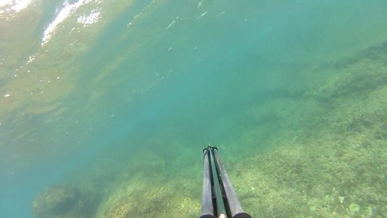 Chasse sous marine 131012