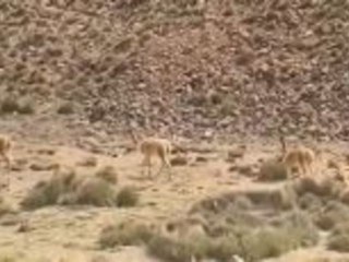 Chile-1000 Kontraste entlang der längsten Küste der Welt