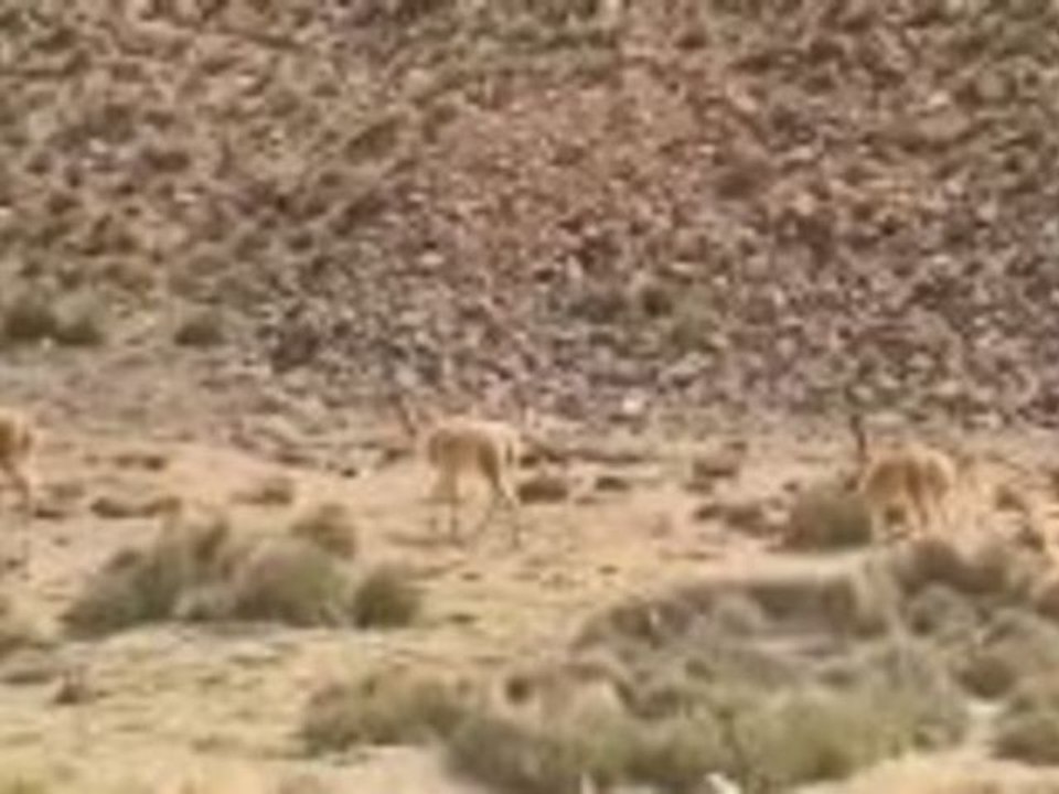 Chile-1000 Kontraste entlang der längsten Küste der Welt