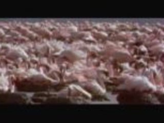 Tanzania: Safari, tolle Strände und farbenfrohe Märkte in Afrika