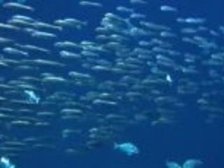 Angeln auf der Insel Ru?gen