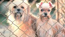 Town Bans Feeding Pets at Night