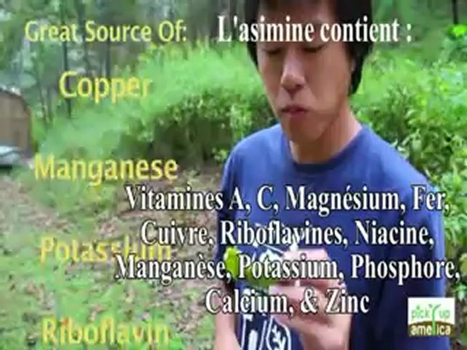 Pawpaw ou Asimine : la "Mangue Des Pays Froids"