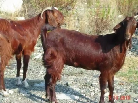 Halep kecisi resim,halep kecisi resimleri