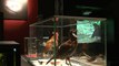 « Bêtes de sexe, la séduction dans le monde animal » au Palais de la découverte