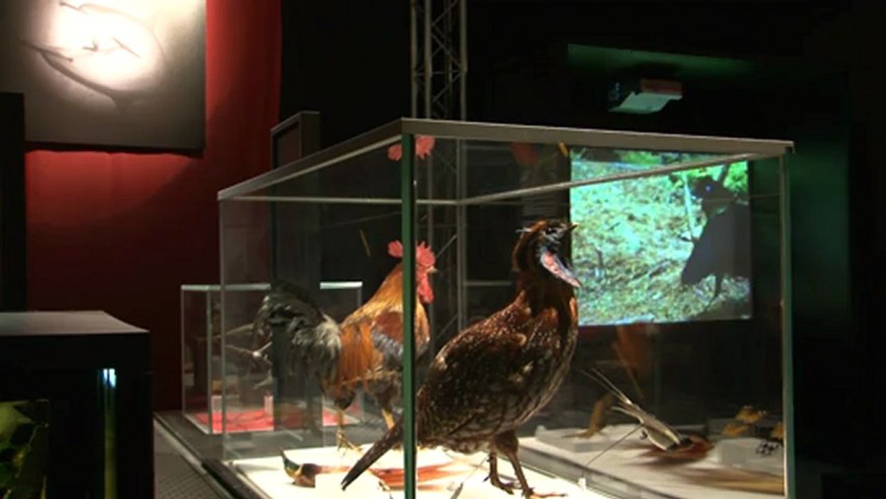 « Bêtes de sexe, la séduction dans le monde animal » au Palais de la découverte