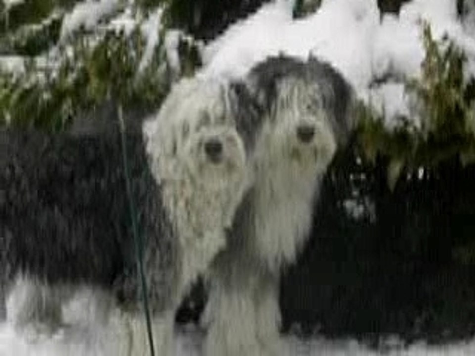 mes chiens et la neige
