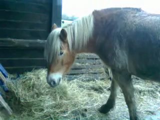 Artiste du coucou à Alice