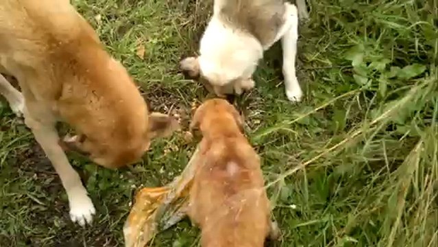 sahipsiz hayvanlar köpekler bu hayvanlar sahil kıyılarında yazın tok kışın aç ama biz karaaslanlar her haftada bir gün oralara satış yapmaya gidiyoruz onlarıda unutmuyoruz onlar bizim en sadık dostlarımız hayvan severlere duyurulur ya