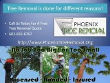 Phoenix Tree Removal | Tree Removal Phoenix Whats Involved?