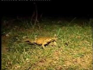 La grenouille et le crapaud