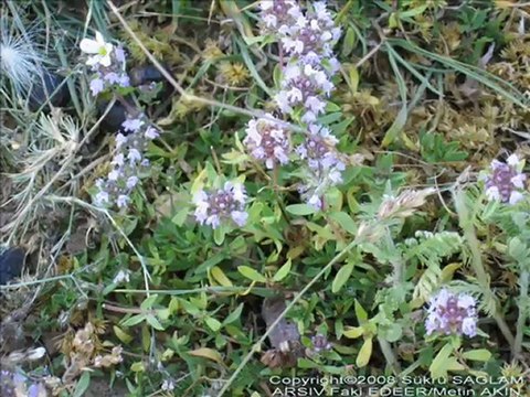 EMIRDAG HARMANA SERERLER SARI SAMANI