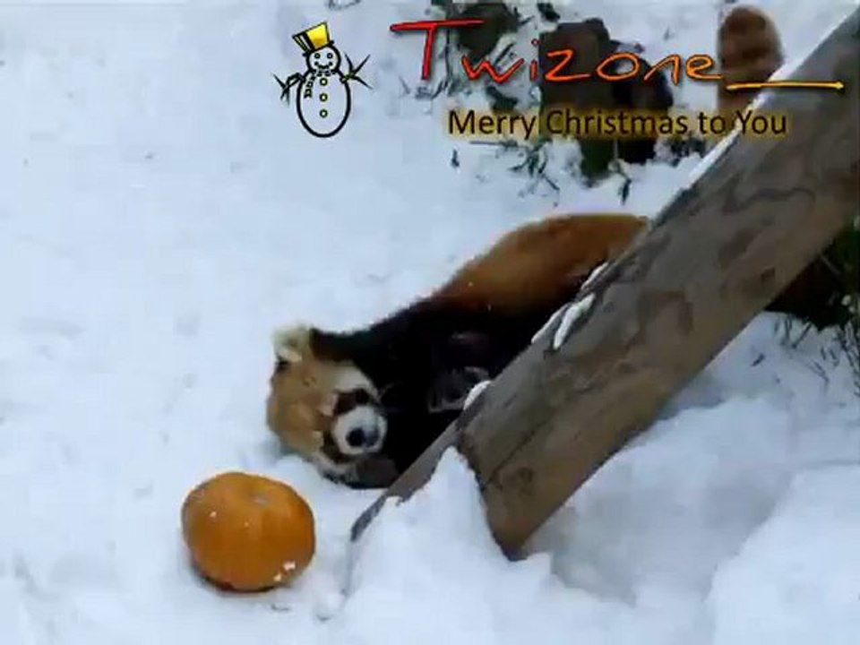 Christmas Panda from Twizone_