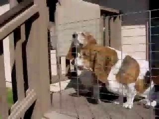 Hoover & Dolly Back Porch Barking