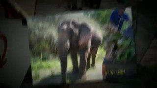 Ride and Bath an Elephant in Thailand